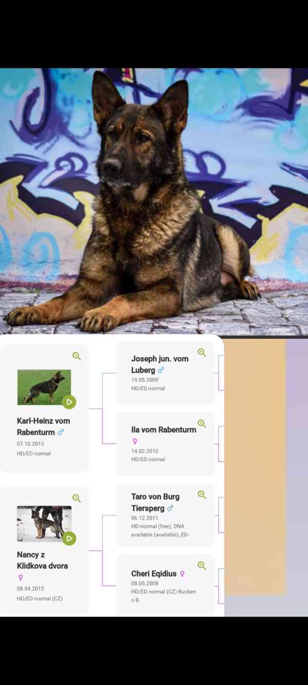 Německý ovčák štěně 9 týdnů  - foto 4