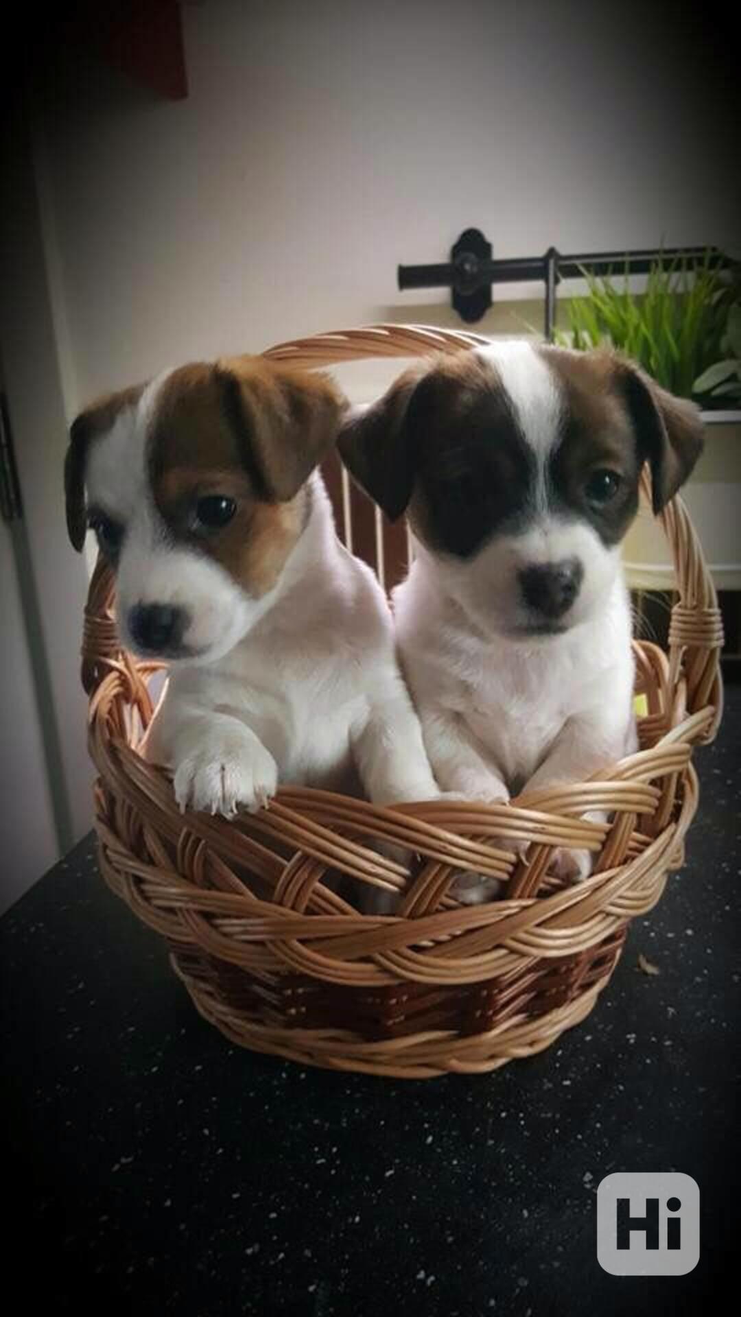 Štěňata JRT s PP  - foto 1