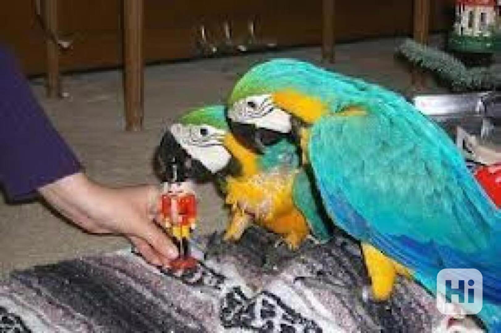 KRÁSNÍ MODROZLATÍ AROVÍ PAPOUŠCI - foto 1