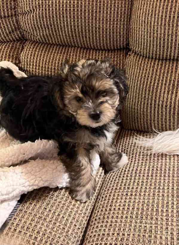 Maltipoo (aka Multipoo, maltepoo) je hybridní směs mezi malt - bazar ...