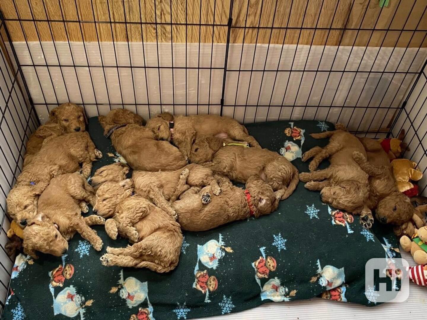 Golden doodle puppies - foto 1