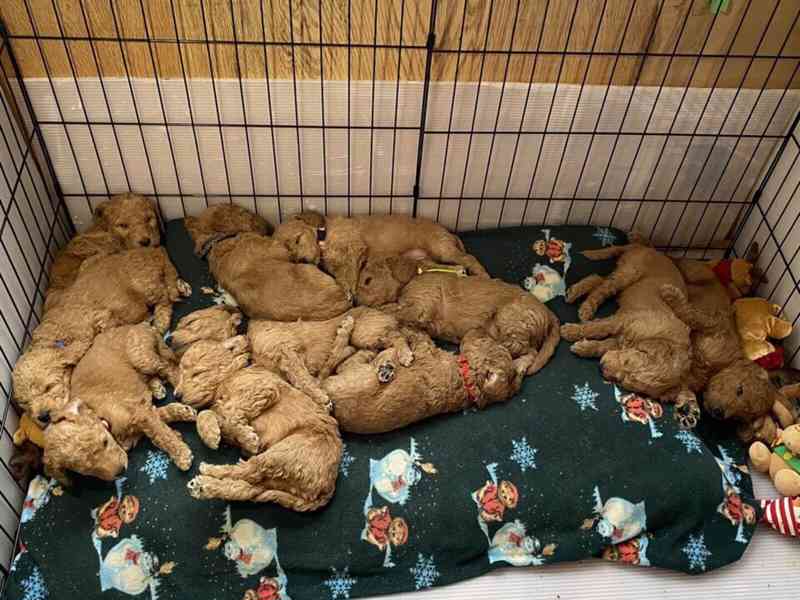 Golden doodle puppies - foto 1