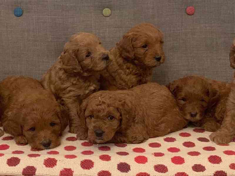 Golden doodle puppies - foto 4