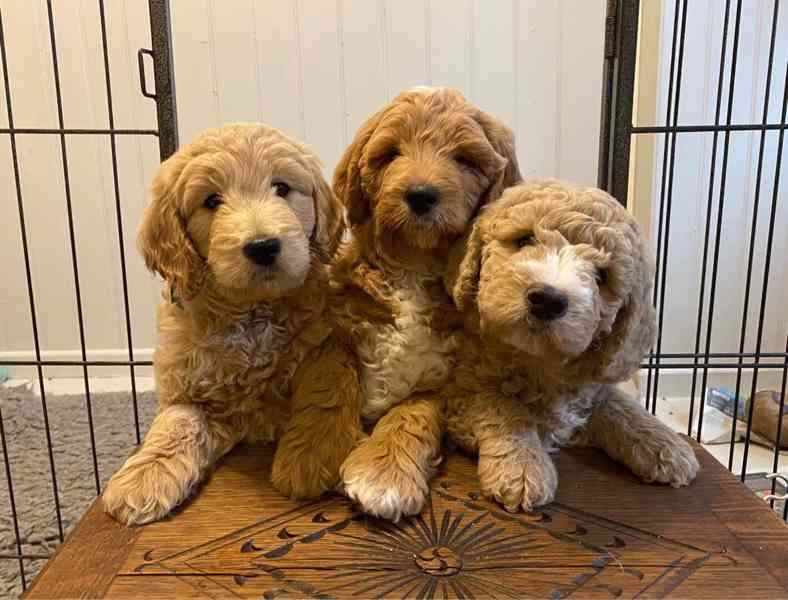 Golden doodle puppies - foto 3