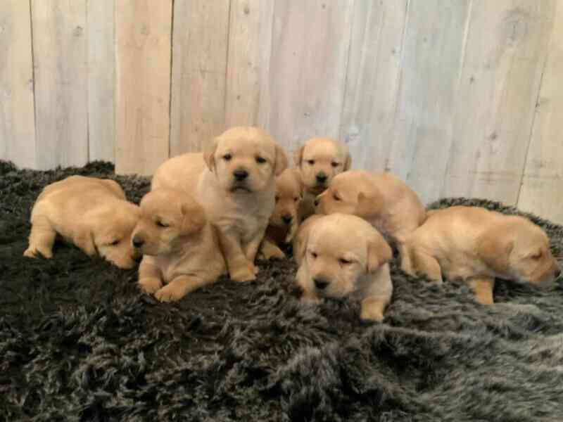 Golden doodle puppies - foto 2