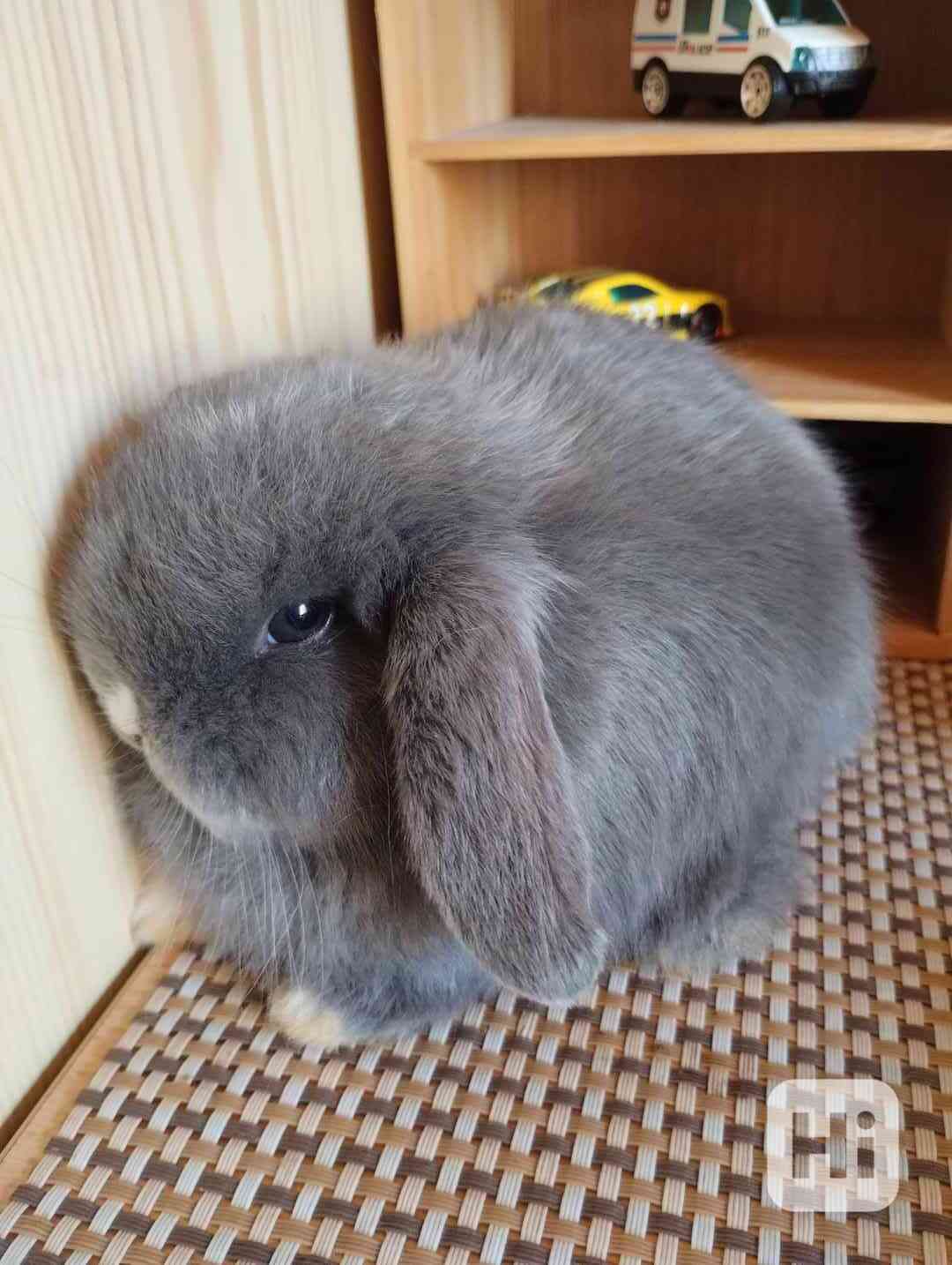 Králík  - foto 1