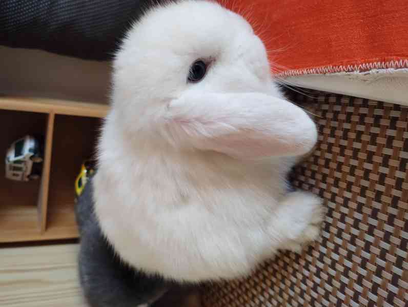 Králík  - foto 2
