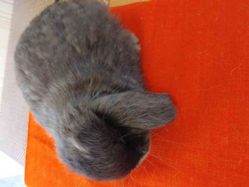 Králík  - foto 4