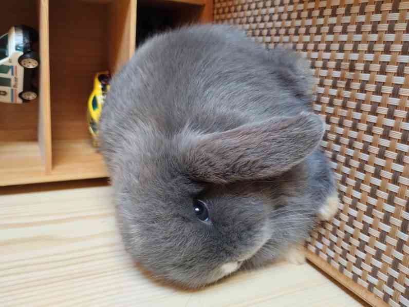 Králík  - foto 1