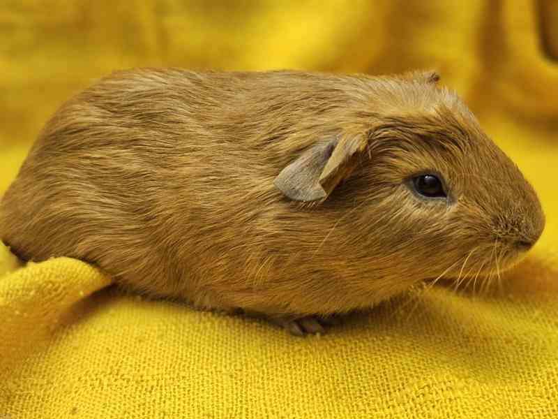 Cuy  - foto 3