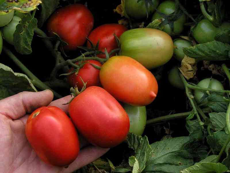 Rajče Denár - semena