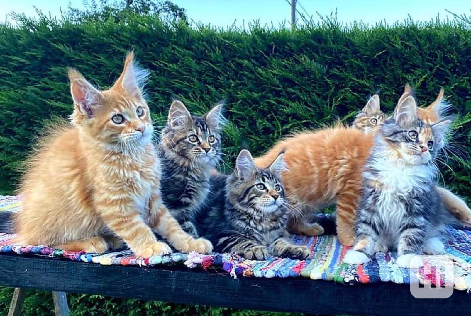 Roztomilé Mainská mývalí koťata na prodej - foto 1