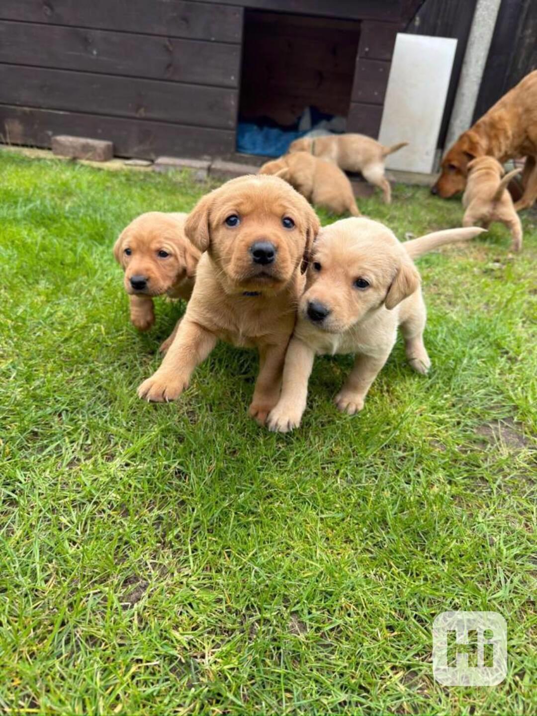 Štěňata Labrador Retriever s PP - foto 1