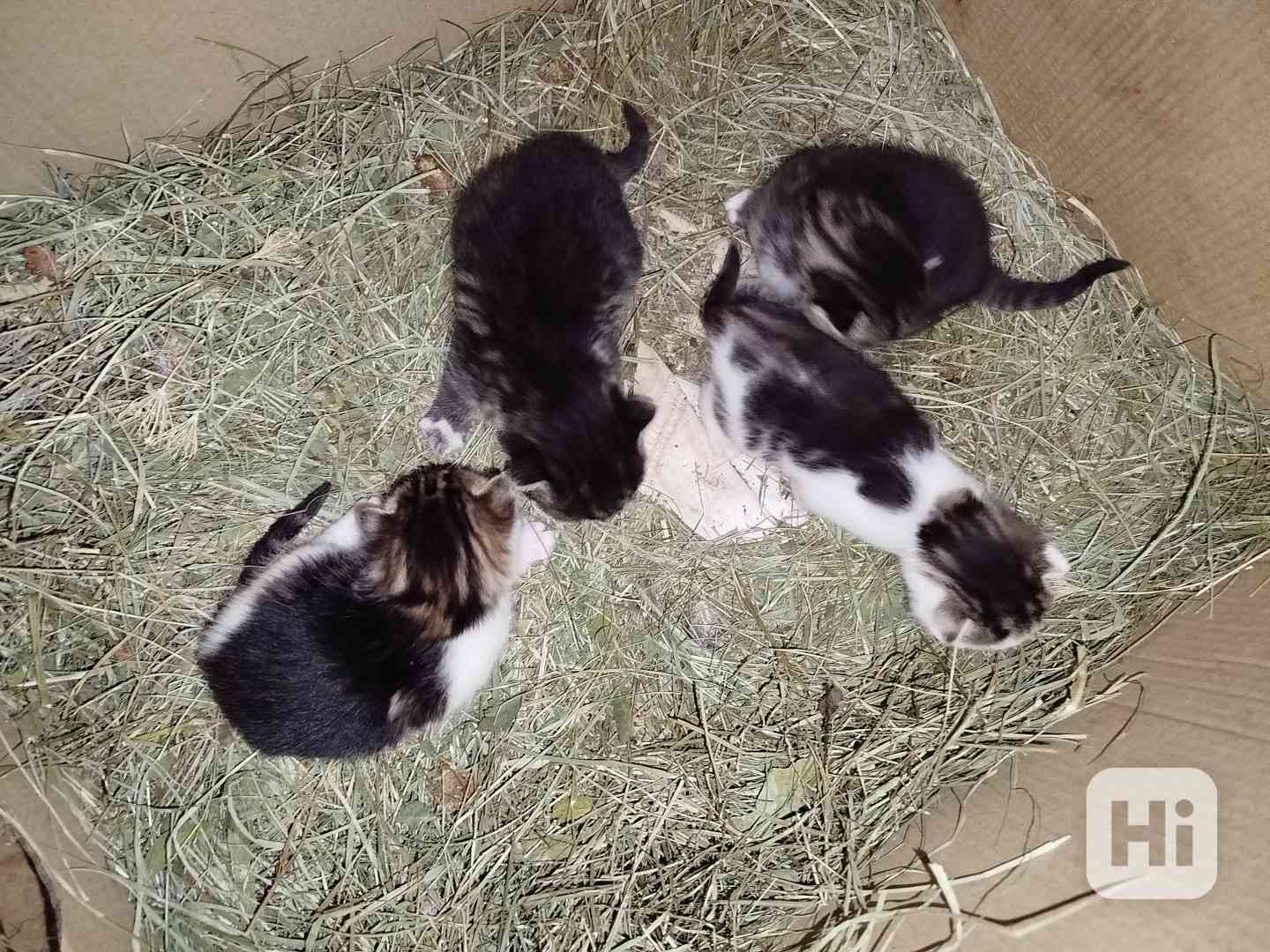 Koťata - foto 1