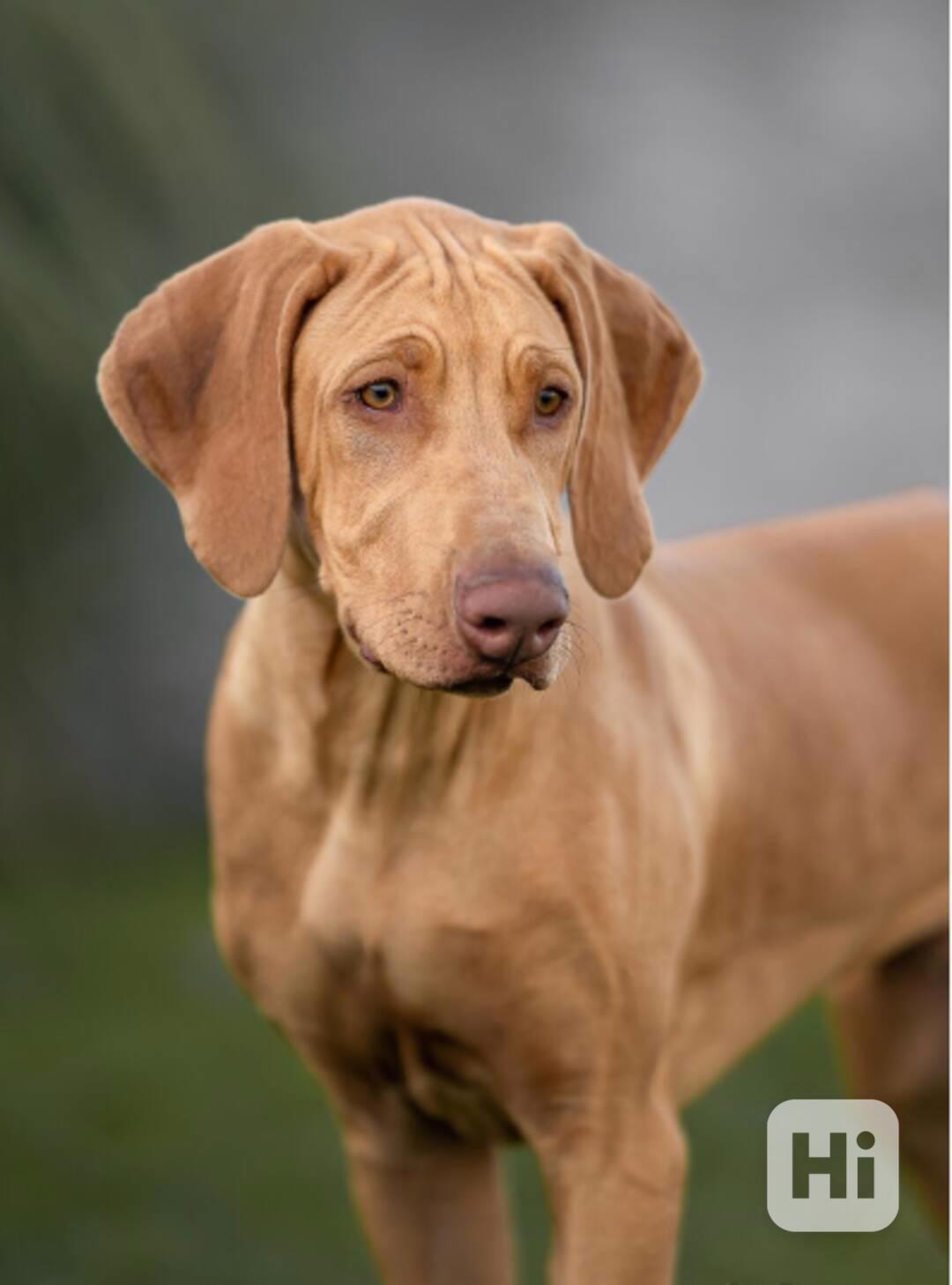 K odběru rhodéský/rhodéský ridgeback s PP - foto 1