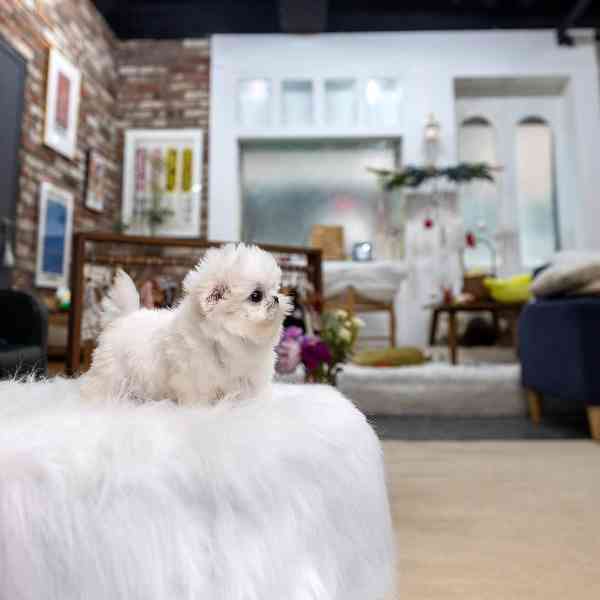 Maltese puppy  - foto 3