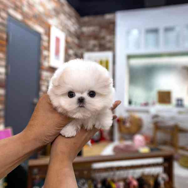 Maltese puppy  - foto 2
