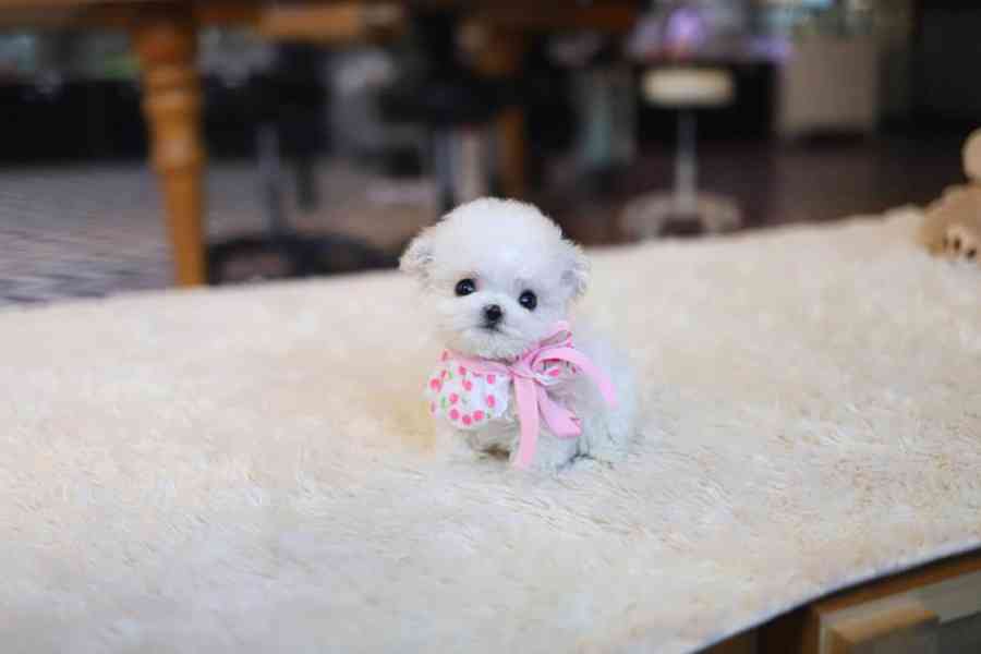 Maltese puppy  - foto 5