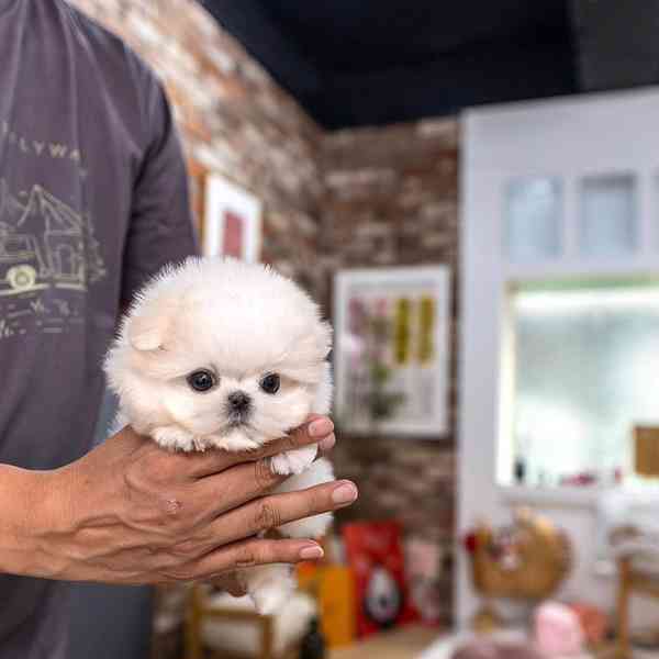 Maltese puppy 