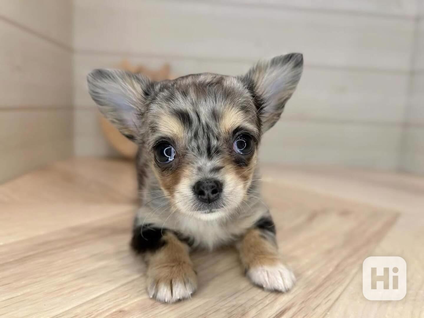 Štěně čivavy k adopci - foto 1