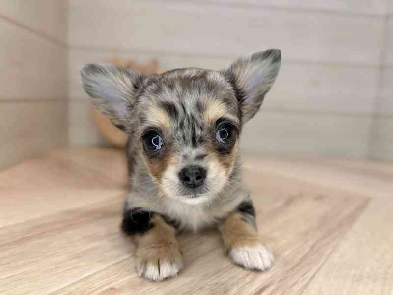 Štěně čivavy k adopci - foto 1