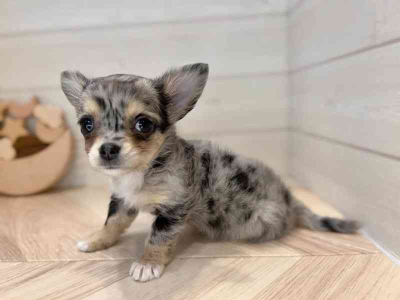 Štěně čivavy k adopci - foto 2