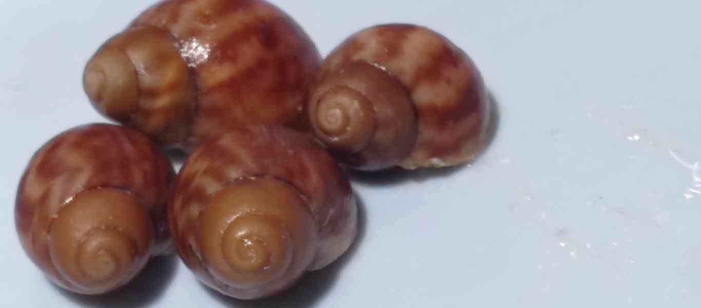 Šneky archachatina Rhodostoma Benin Albino body  - foto 12
