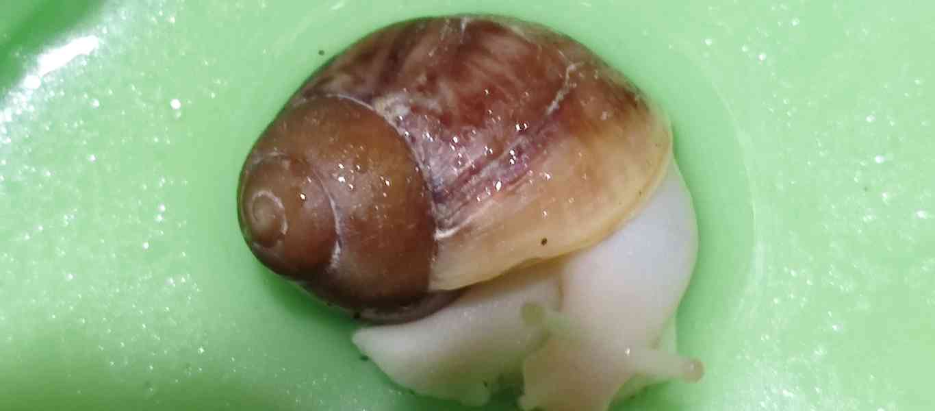 Šneky archachatina Rhodostoma Benin Albino body  - foto 14