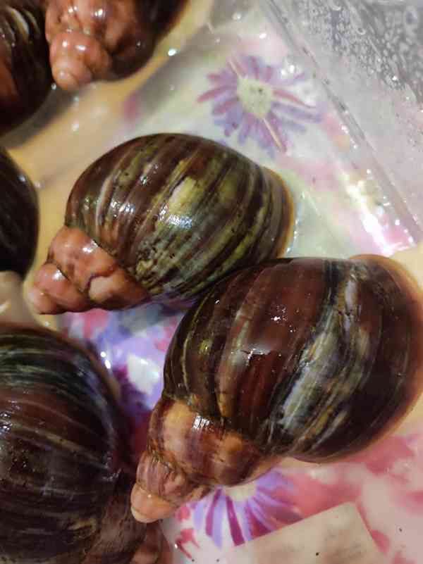 Šneky archachatina Rhodostoma Benin Albino body  - foto 1
