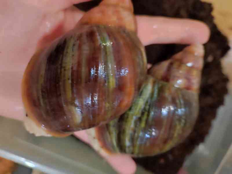 Šneky archachatina Rhodostoma Benin Albino body  - foto 5