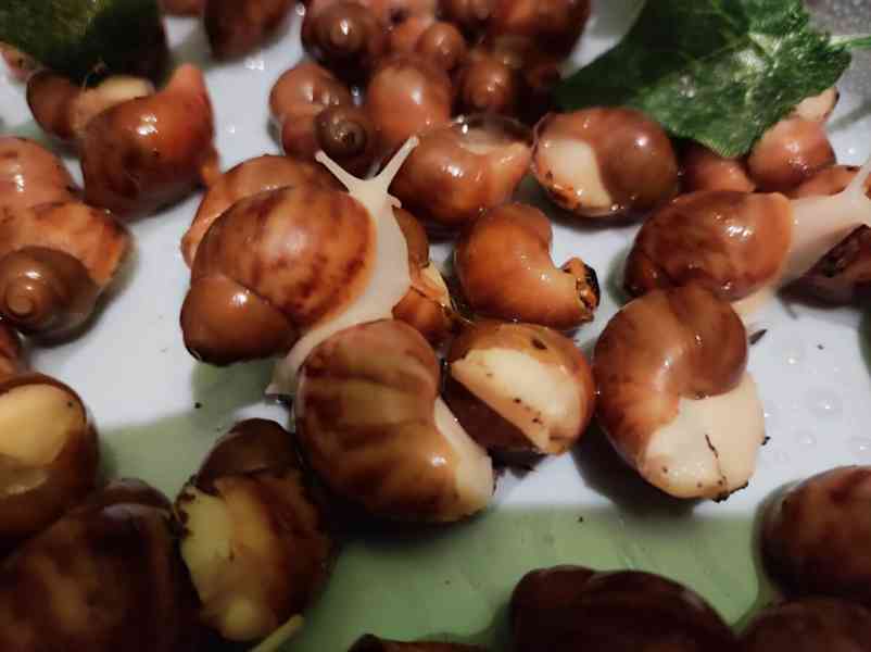 Šneky archachatina Rhodostoma Benin Albino body  - foto 7