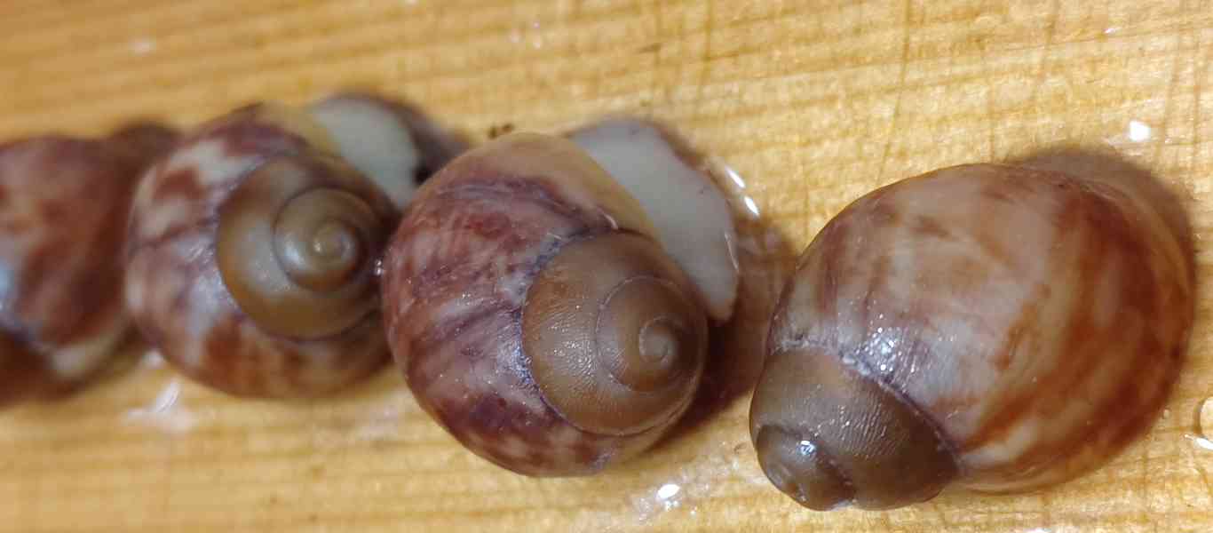 Šneky archachatina Rhodostoma Benin Albino body  - foto 15