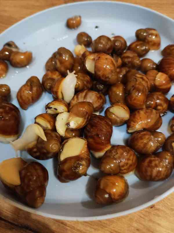 Šneky archachatina Rhodostoma Benin Albino body  - foto 9
