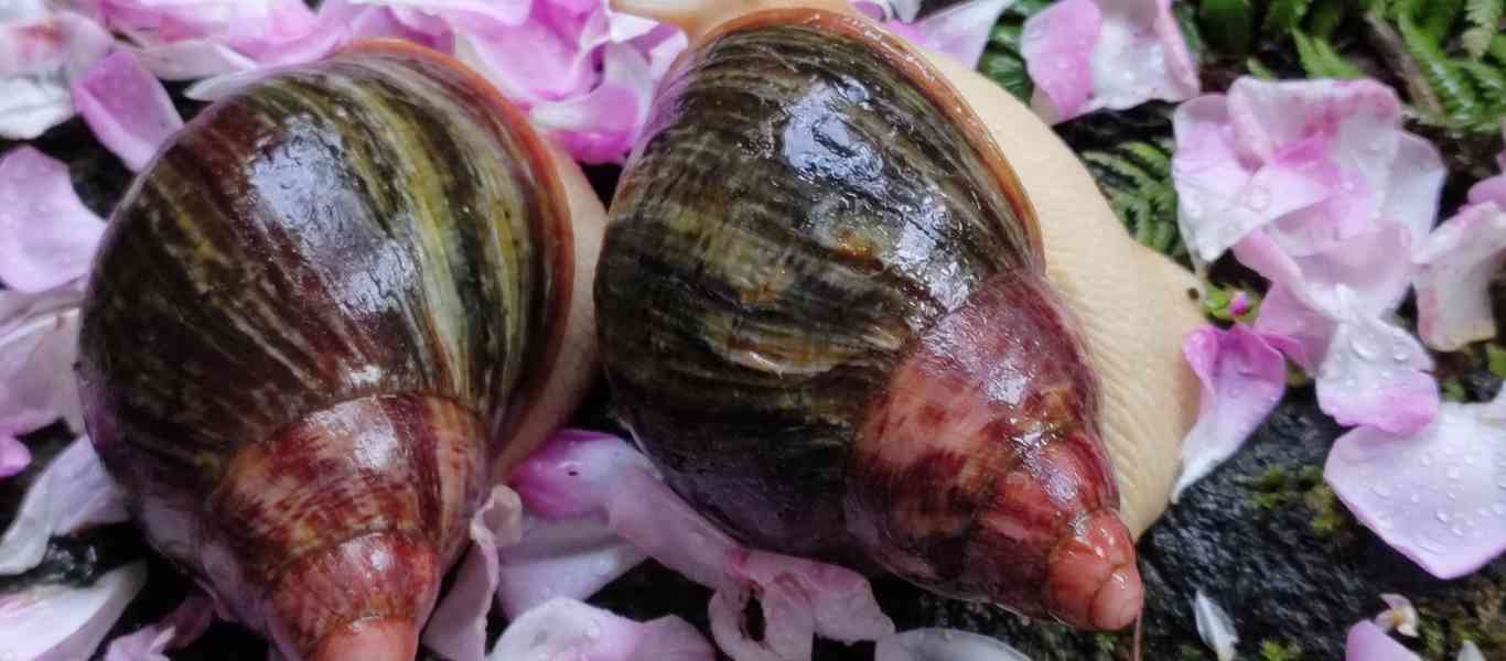 Šneky archachatina Rhodostoma Benin Albino body  - foto 18