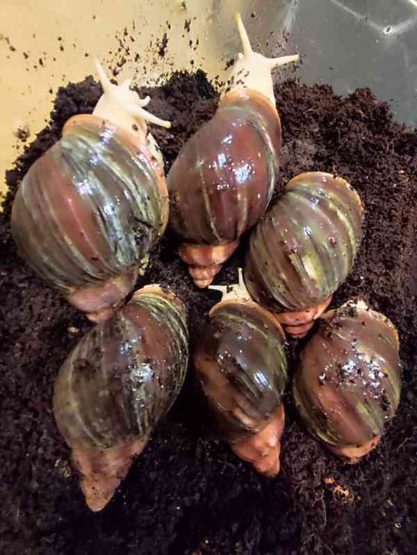 Šneky archachatina Rhodostoma Benin Albino body  - foto 6