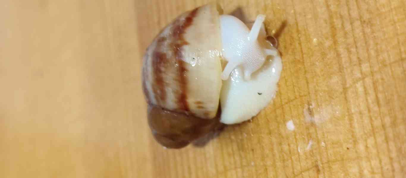 Šneky archachatina Rhodostoma Benin Albino body  - foto 13