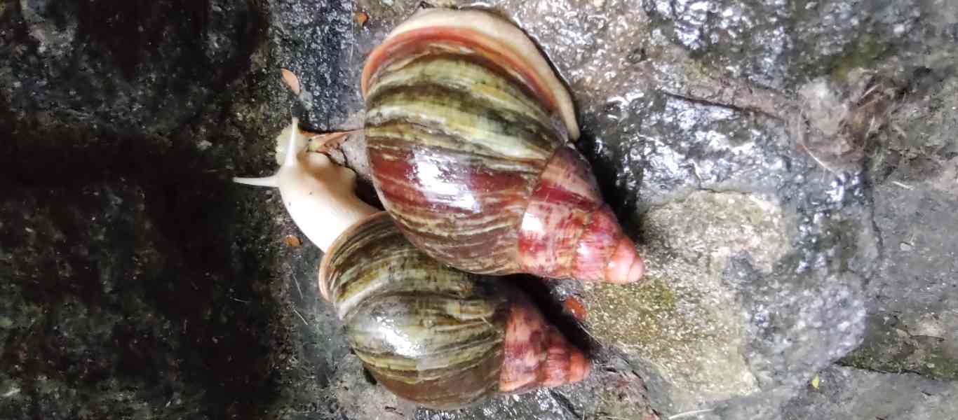 Šneky archachatina Rhodostoma Benin Albino body  - foto 17
