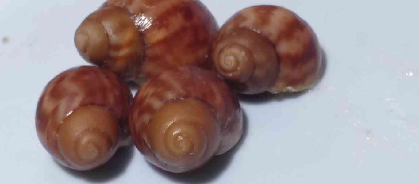 Šneky archachatina Rhodostoma Benin Albino body  - foto 11