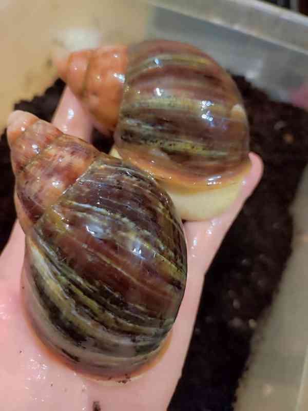 Šneky archachatina Rhodostoma Benin Albino body  - foto 2