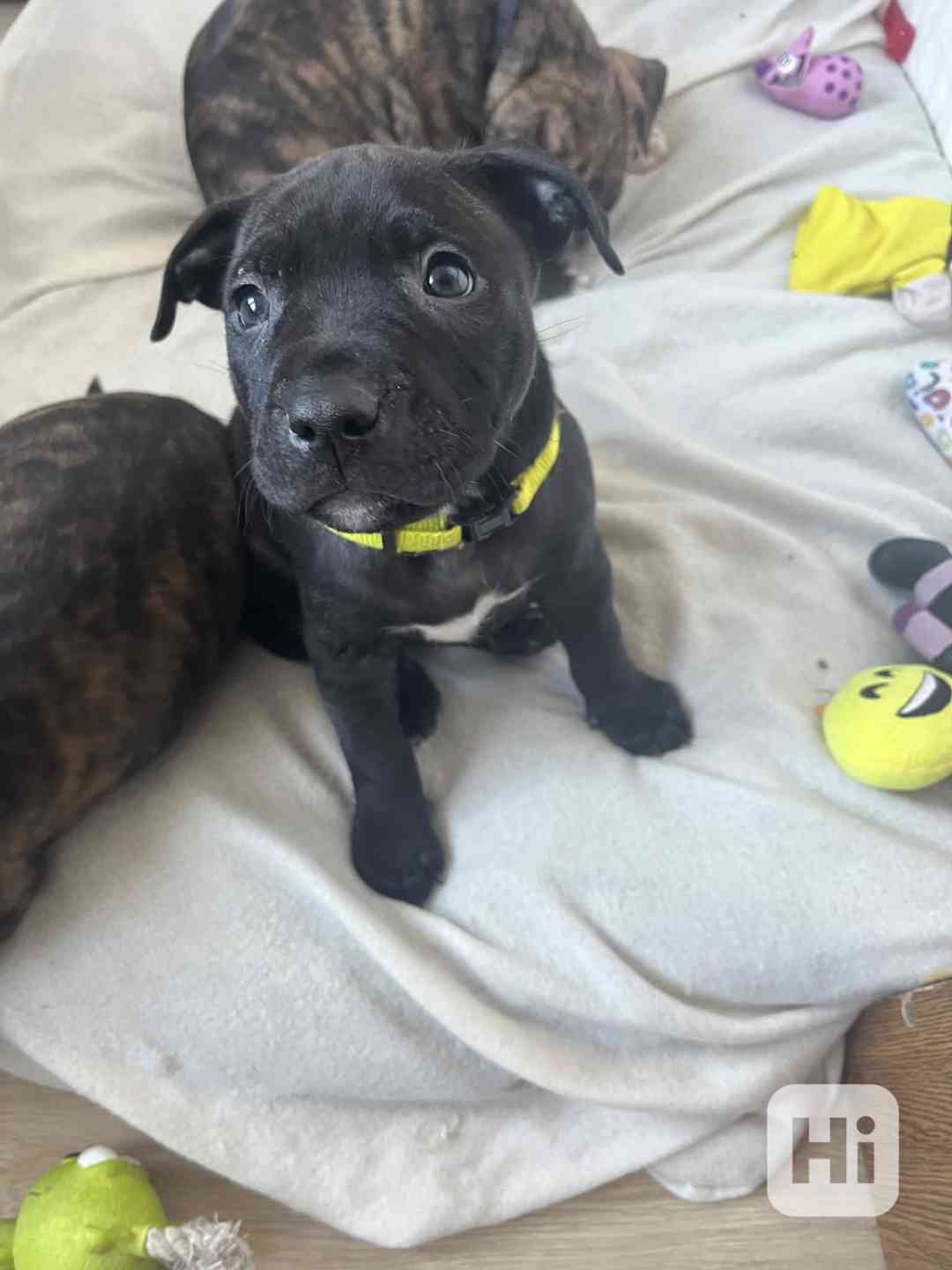 Americký pitbull teriér  - foto 1