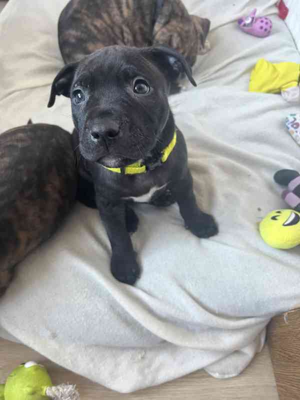 Americký pitbull teriér  - foto 1