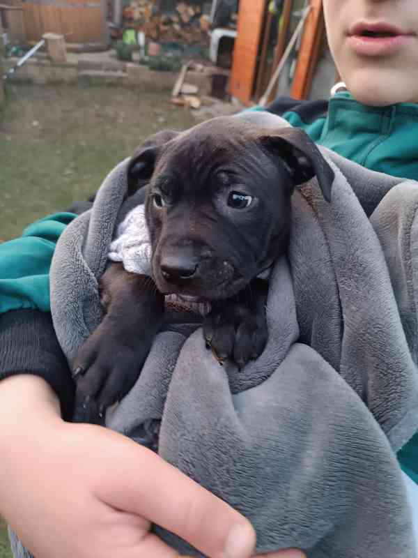 Americký pitbull teriér  - foto 3