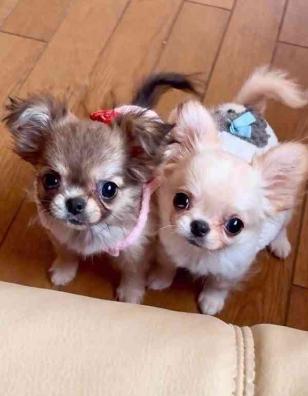 Štěňata čivavy - foto 1