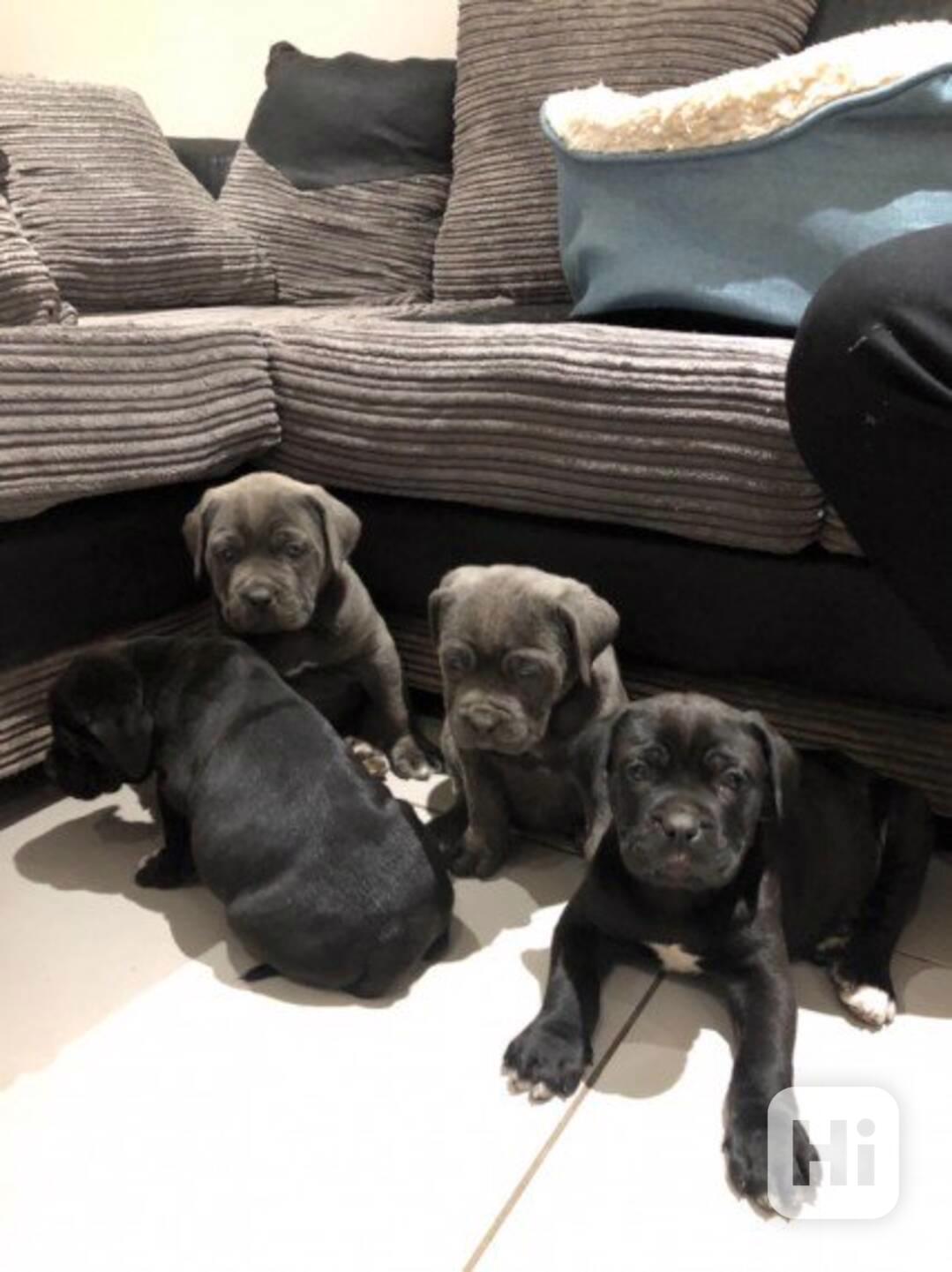 Necesline Štěňata cane corso - foto 1