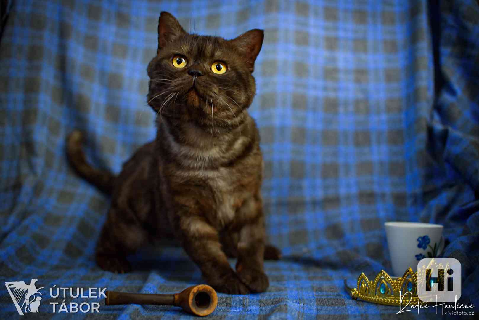 Archibald  - foto 1