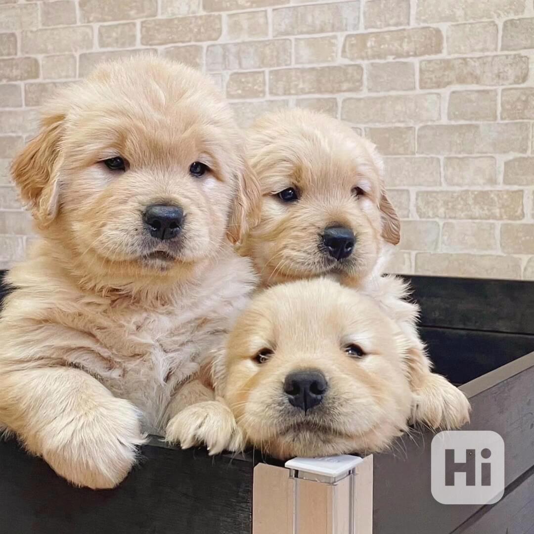 🐾 Štěňata zlatého retrívra na prodej - foto 1