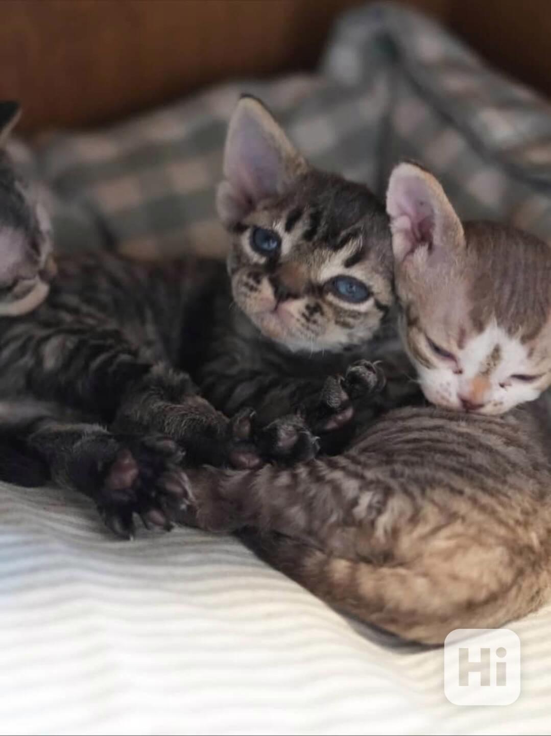 Úžasné kotě devon rex - foto 1