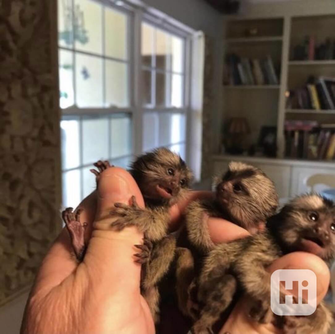 Roztomilá mláďata kosmanů trpasličích - foto 1