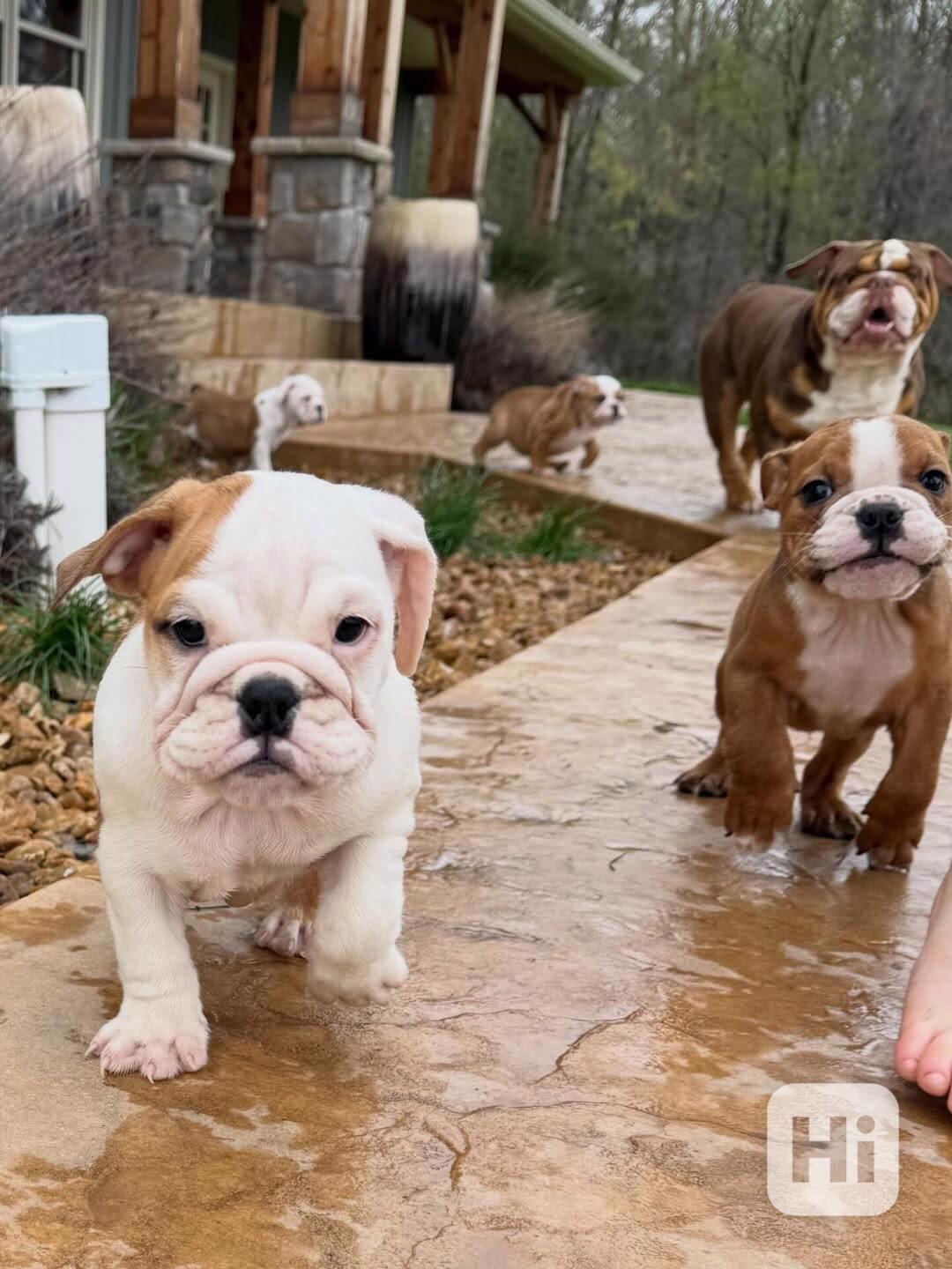 Krásná štěňata anglického buldoka od AKC k adopci - foto 1