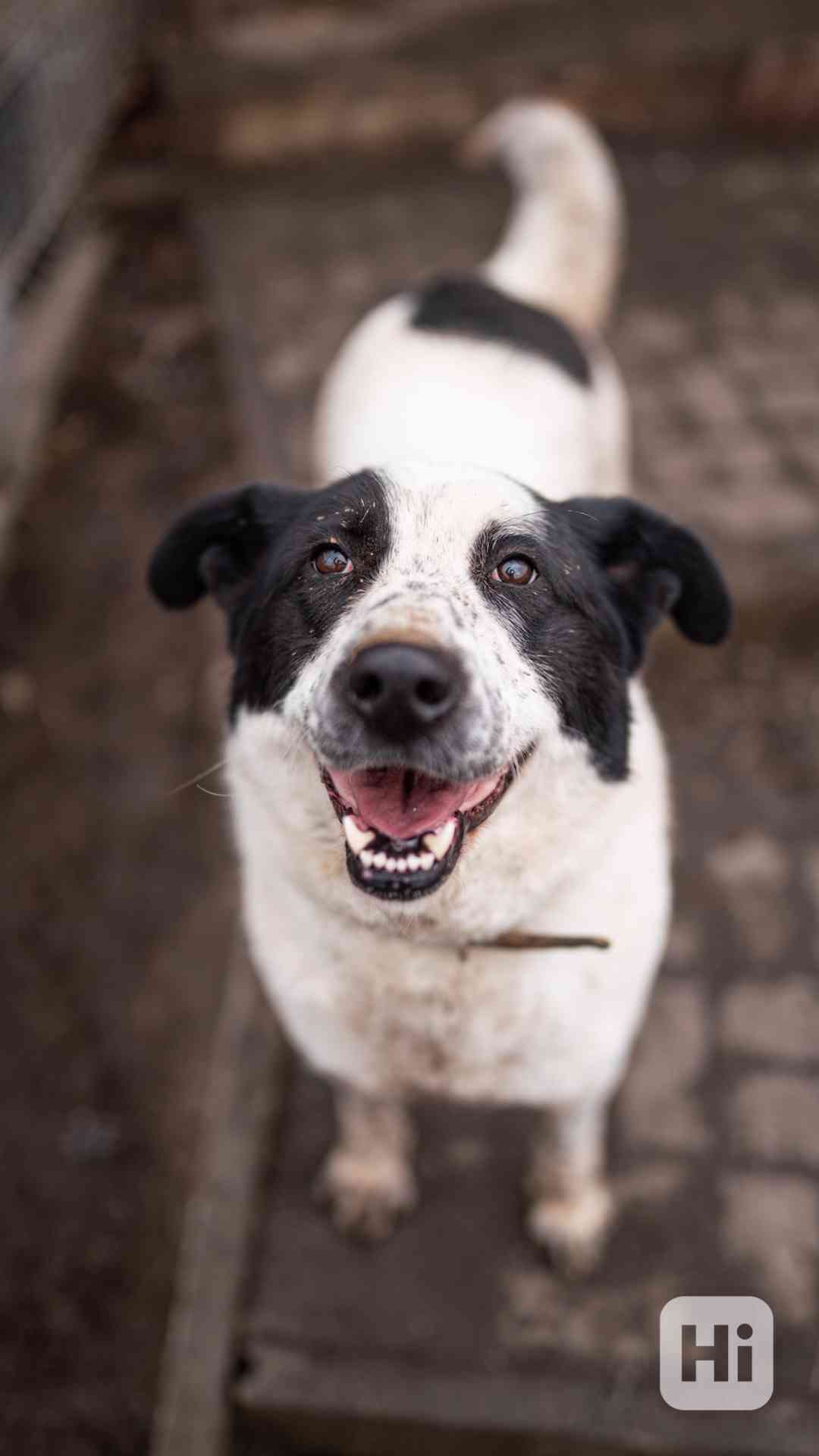 Dorotka - hodná mazlivá holka, kříženka pastevce, 3 roky - foto 1